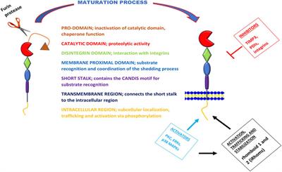 ADAM17, A Key Player of Cardiac Inflammation and Fibrosis in Heart Failure Development During Chronic Catecholamine Stress